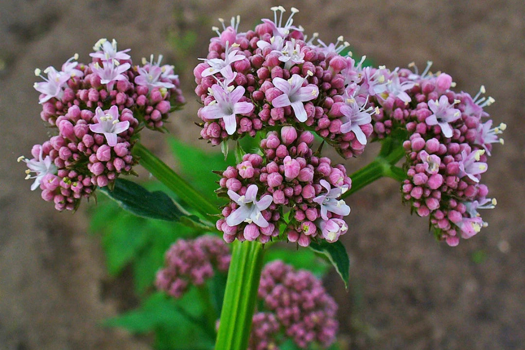 Valerian Root